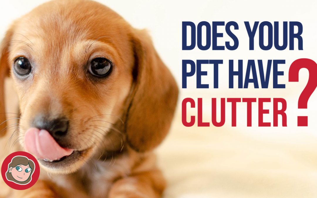 Does Your Pet Have Clutter?