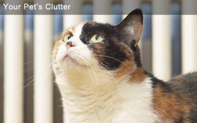 Identify Your Pet’s Clutter