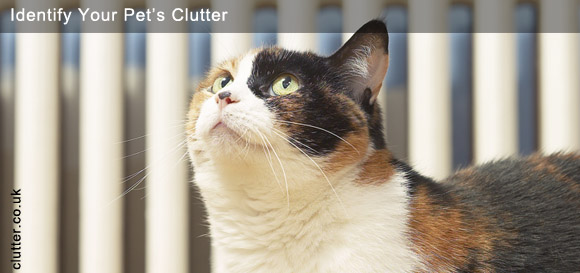 Identify Your Pets Clutter